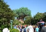 The Tree of Life in Discovery Island at Disney Animal Kingdom